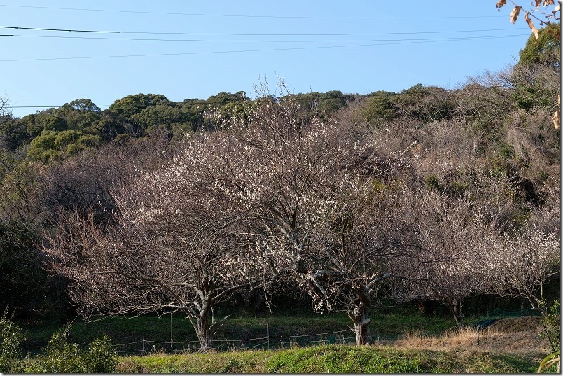 糸島、小富士梅林を散策、開花状況