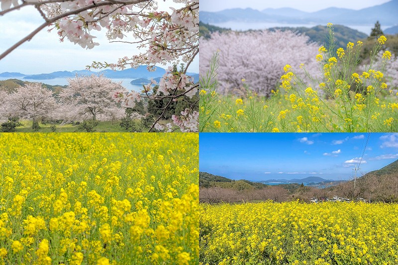 糸島 加茂ゆらりんこ橋 桜と菜の花 開花状況 2024