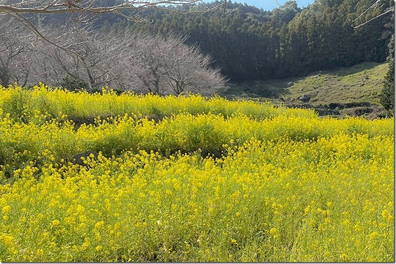 糸島、加茂ゆらりんこ橋の開花状況、３月上旬。菜の花と桜