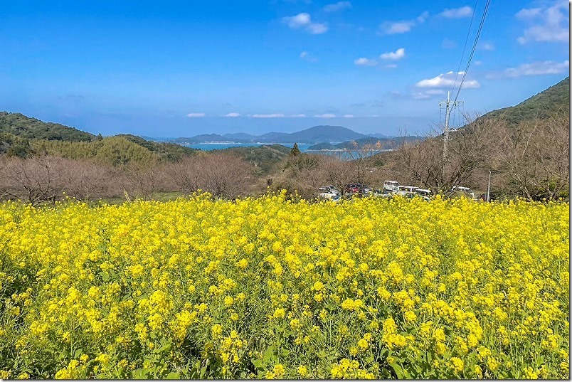 糸島、加茂ゆらりんこ橋の開花状況、３月上旬