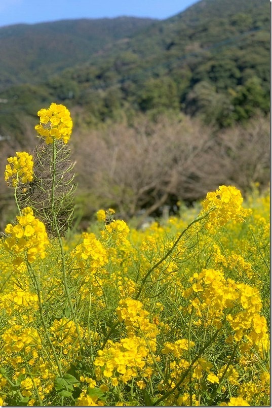 糸島、加茂ゆらりんこ橋の開花状況、３月上旬。菜の花