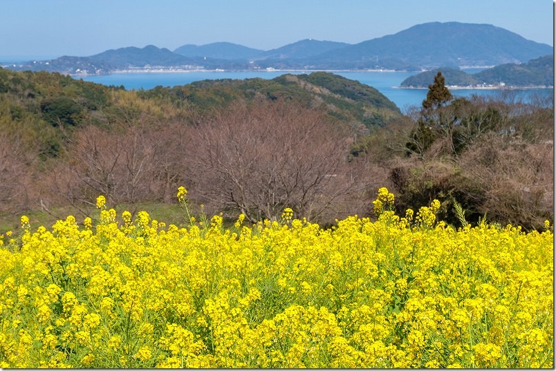 糸島、加茂ゆらりんこ橋