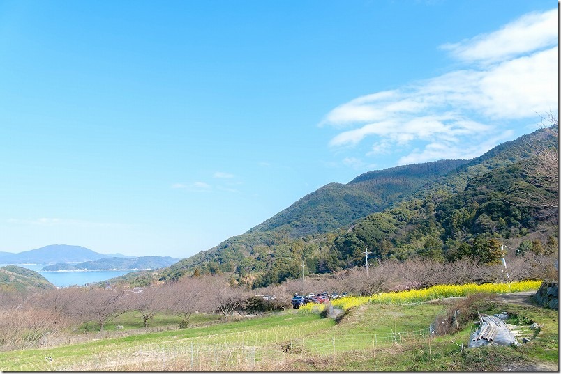 糸島、加茂ゆらりんこ橋の２月の開花状況。菜の花畑