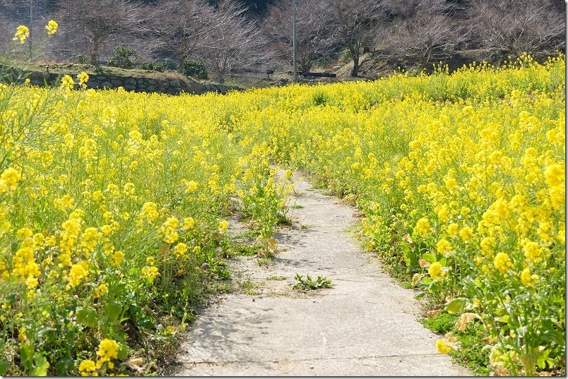 糸島、加茂ゆらりんこ橋の２月の開花状況。菜の花畑