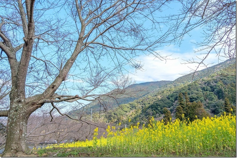 糸島、加茂ゆらりんこ橋の２月の開花状況。菜の花と桜