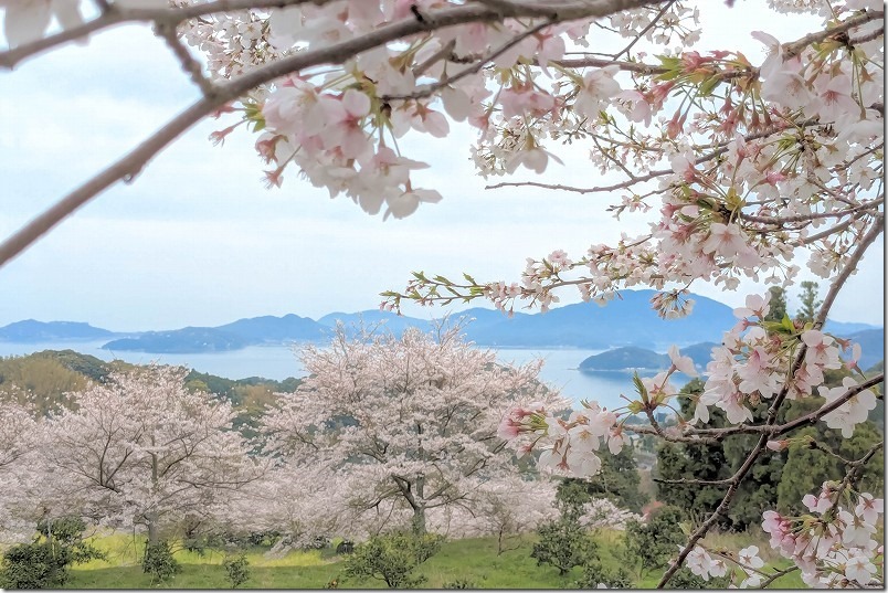 糸島、加茂ゆらりんこ橋、桜が満開