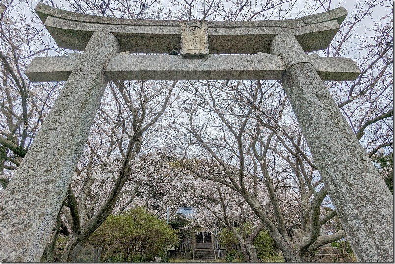 船越、綿積神社の桜並木