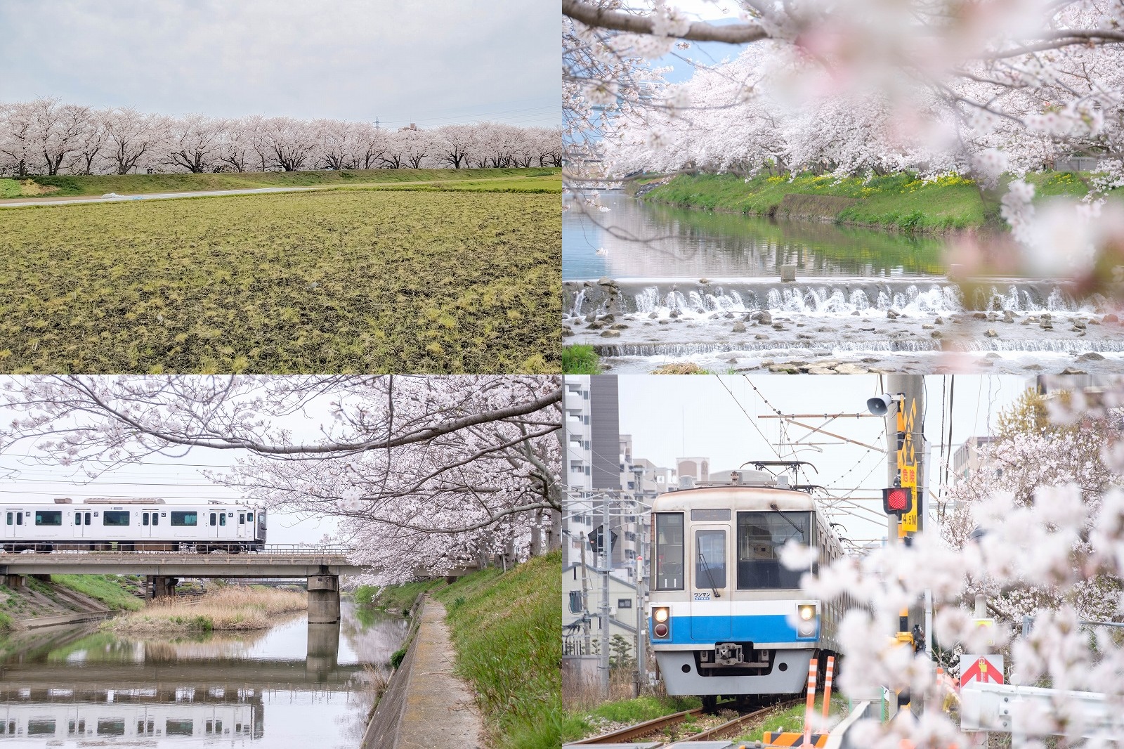 糸島の桜の名所　池田川の桜並木（電車と桜が撮れる場所）