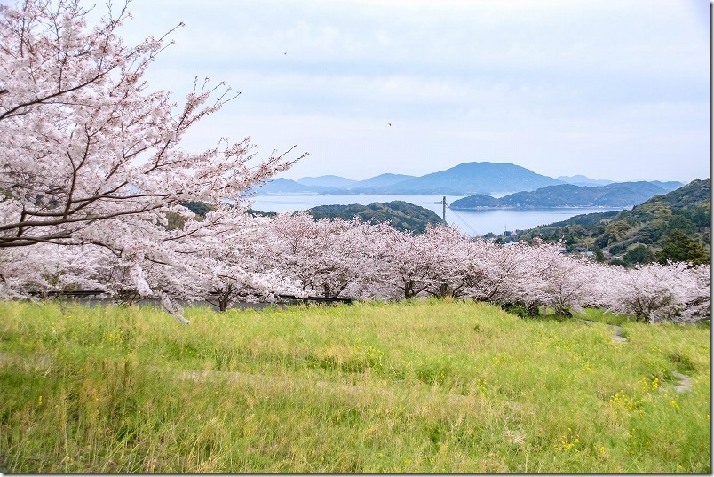 糸島、加茂ゆらりんこ橋、桜は満開。菜の花終了。4月上旬