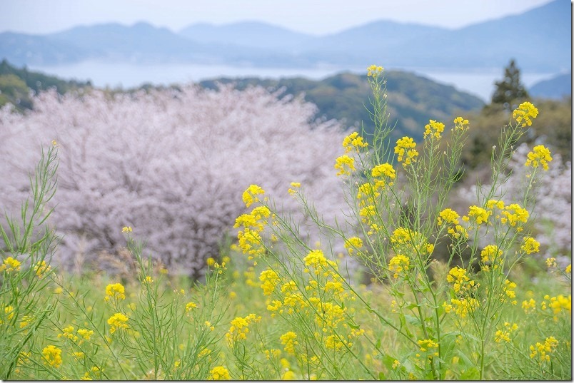 糸島、加茂ゆらりんこ橋、桜満開