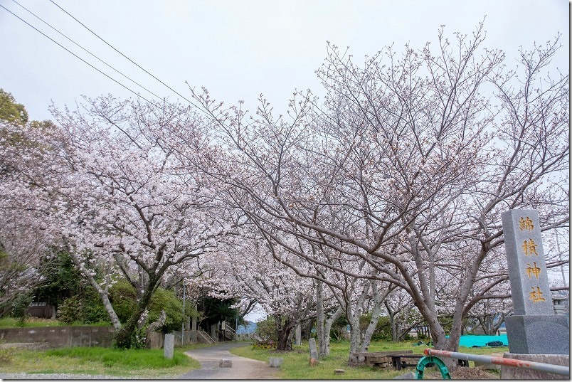 船越、綿積神社の参道の桜