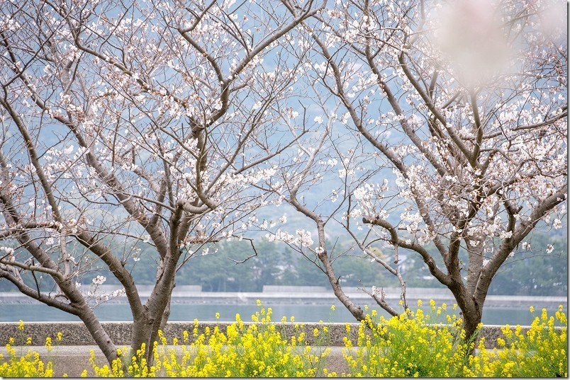 船越、綿積神社の桜と菜の花