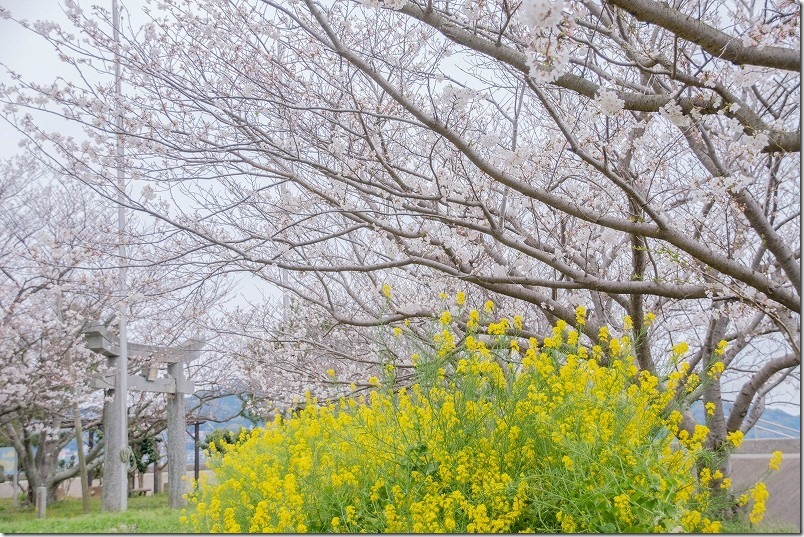 船越、綿積神社の桜と菜の花