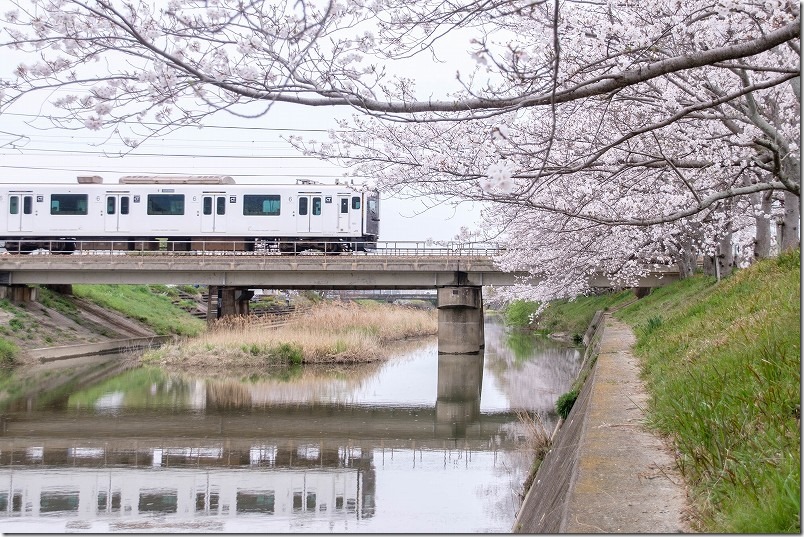 池田川で電車と桜が撮れる場所。近くから撮ると川面に電車が写る