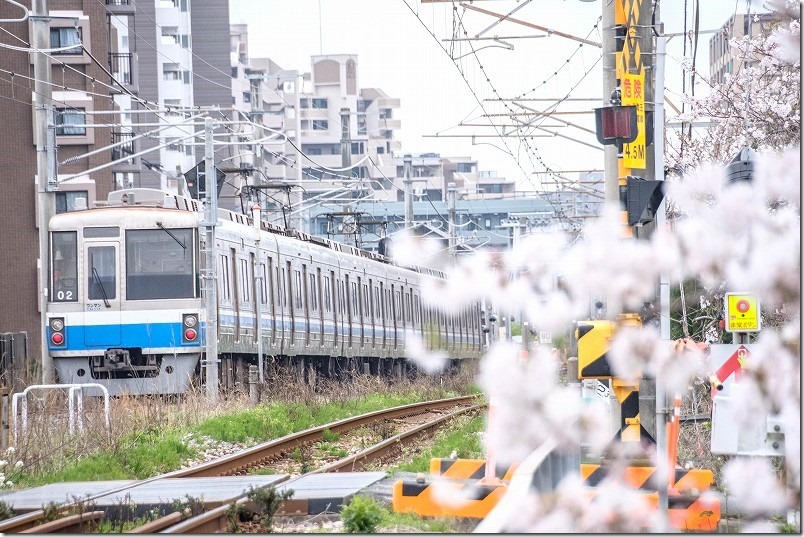 瑞梅寺川橋梁の反対側から電車を撮る。糸島、池田川の桜