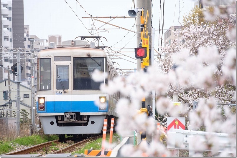 瑞梅寺川橋梁の反対側から電車を撮る。糸島、池田川の桜