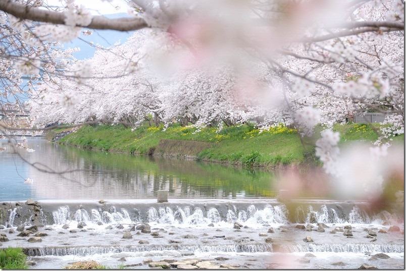 糸島市、池田川（瑞梅寺川）。満開の桜並木