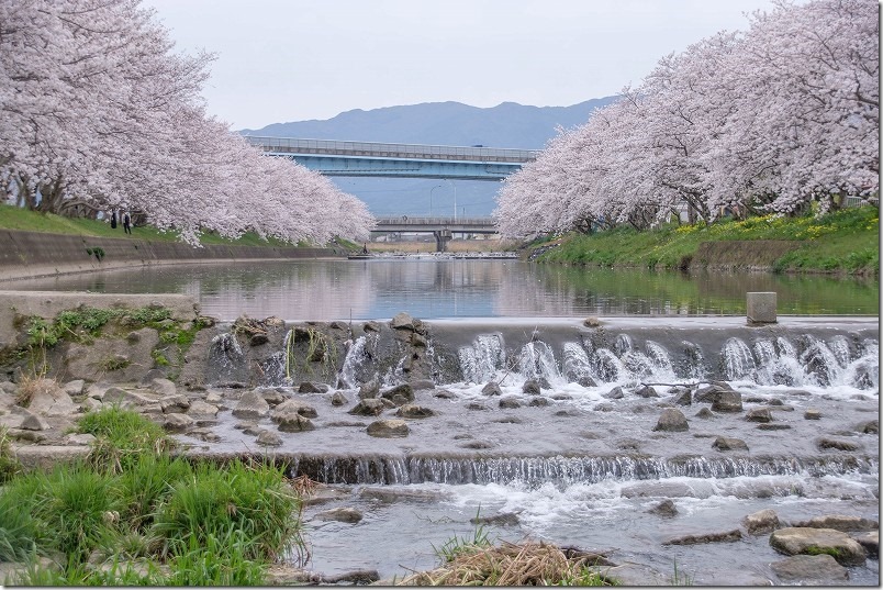 糸島市、池田川（瑞梅寺川）。満開の桜並木