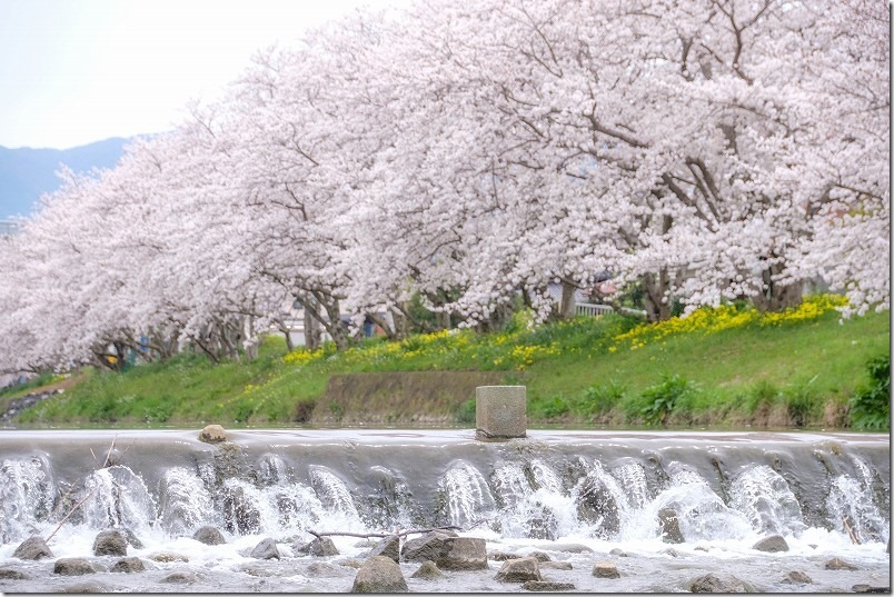 糸島市、池田川（瑞梅寺川）。満開の桜並木と川