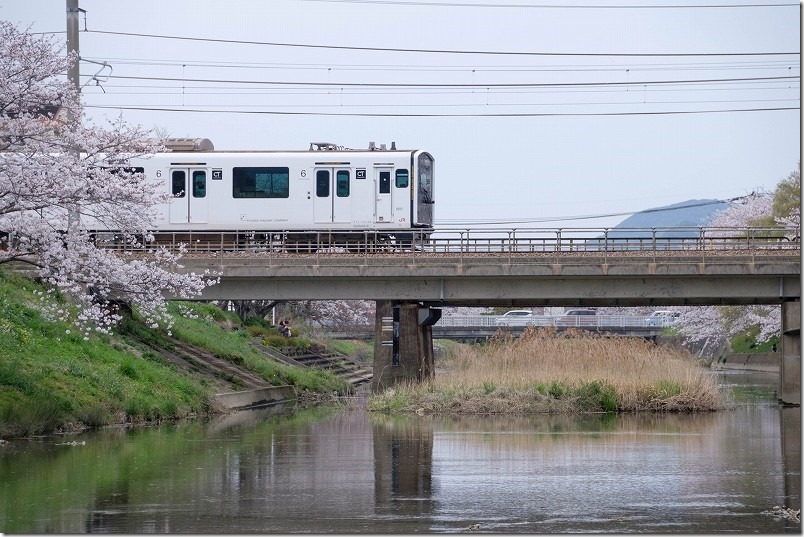 池田川で電車と桜が撮れる場所。望遠で撮影