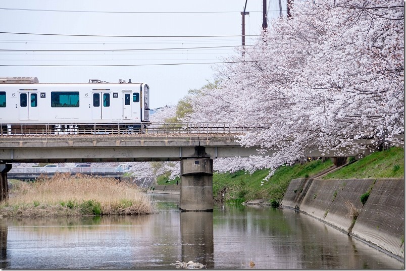 池田川で電車が桜に入るとこを撮影