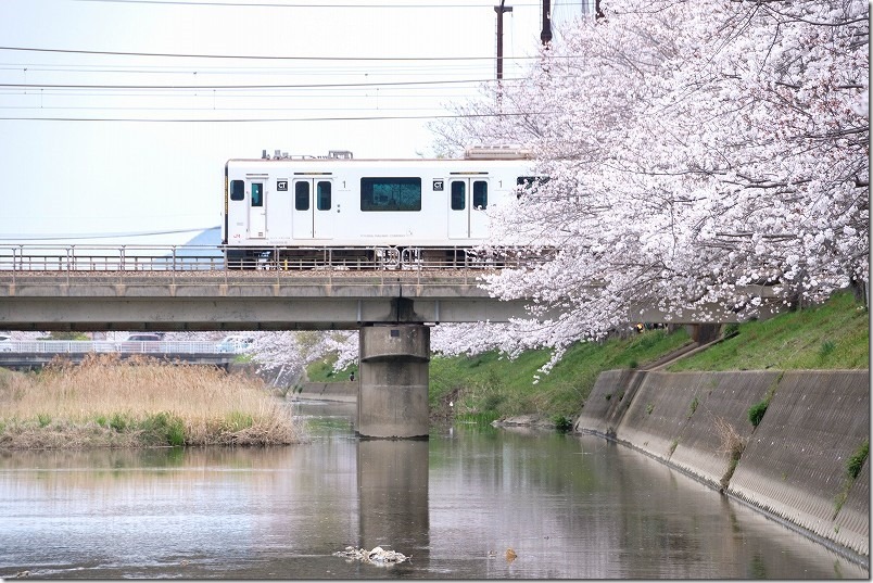 池田川で電車が桜に入るとこを撮影