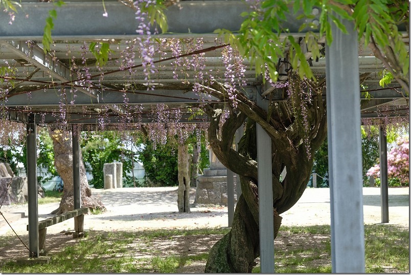 太郎丸神社の藤棚、開花状況、2024