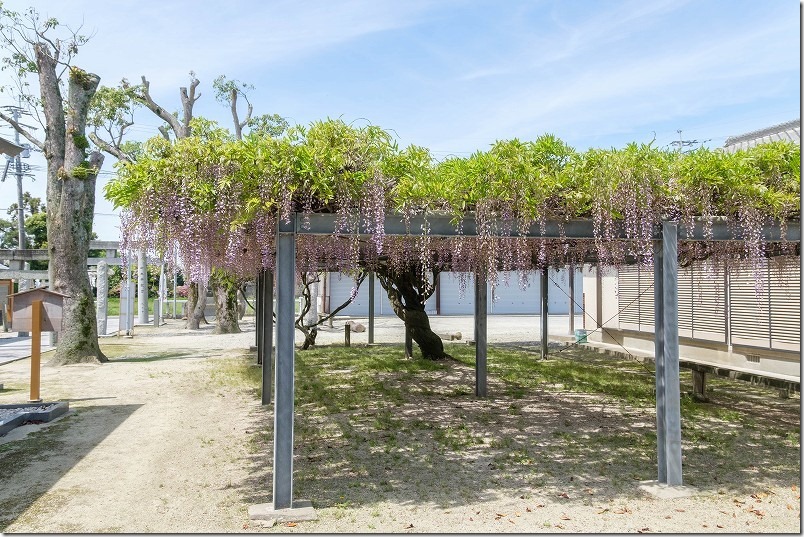 太郎丸神社の藤棚、開花状況、2024