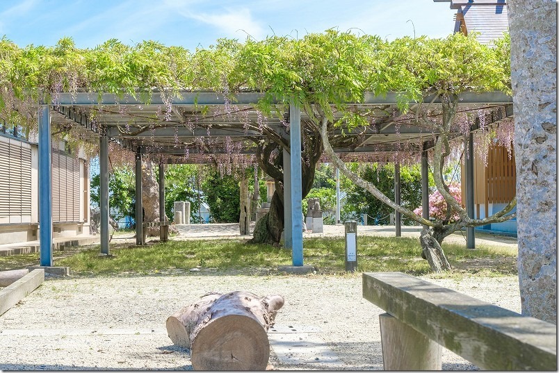 糸島　太郎丸神社の藤棚（福岡市西区太郎丸）