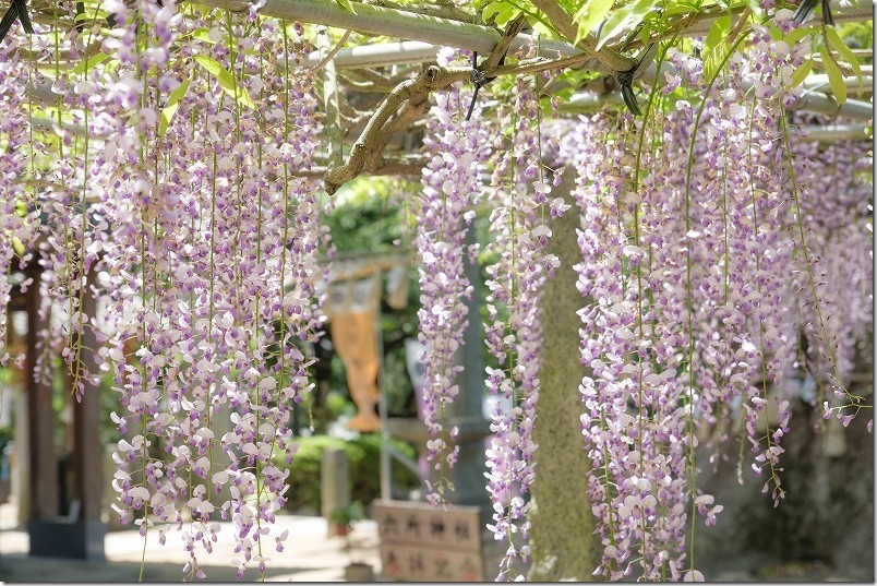 糸島、六所神社の藤棚、開花状況、2024