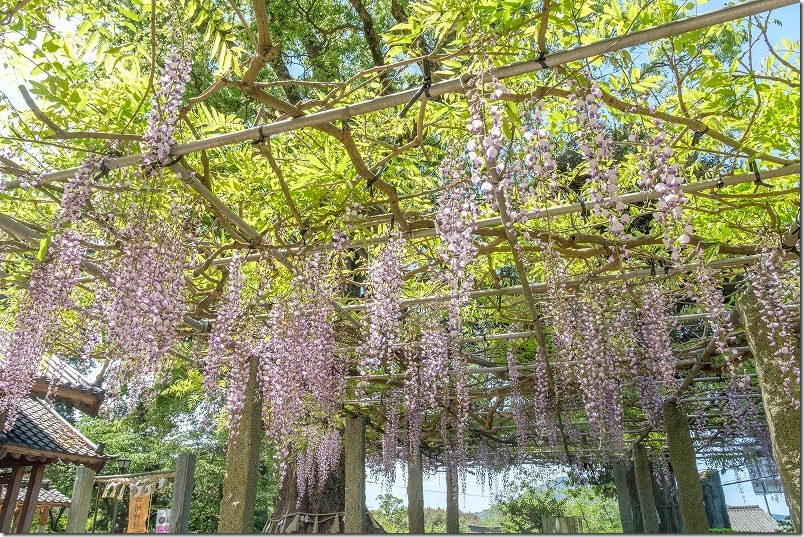 糸島、六所神社の藤棚、開花状況、2024