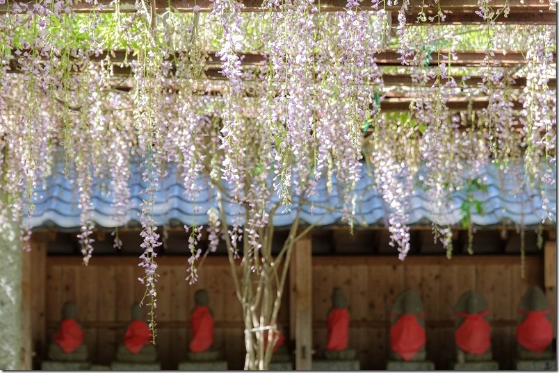 糸島　井原住吉神社の長寿の藤の藤棚（糸島市井原）