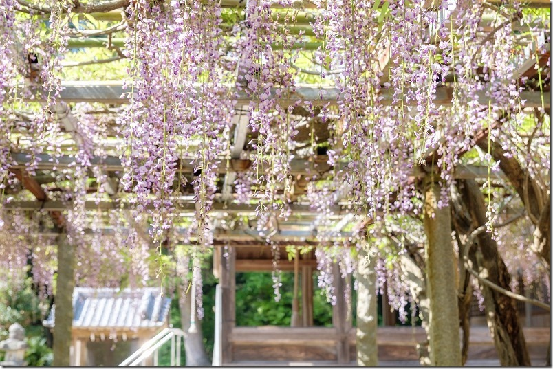 4月の高祖神社「藤棚」が満開。「朝ドラおむすび」