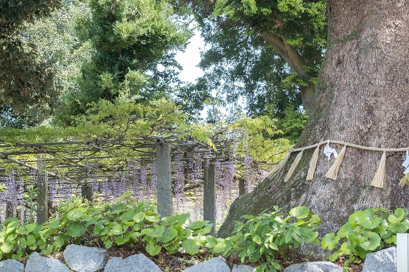 糸島　六所神社の藤棚（糸島市志摩）