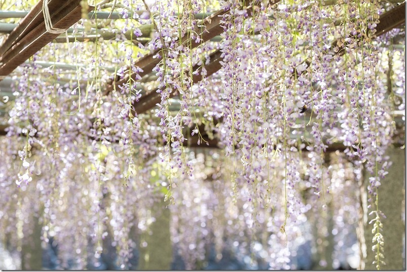 糸島、井原住吉神社の長寿の藤、開花状況、2024