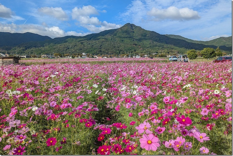 2024年のやよいの風公園のコスモス開花状況。満開（2024/10/30）