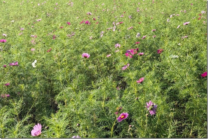 今津中田のコスモス畑開花状況（2024）、11月頭のコスモス畑は咲き始め