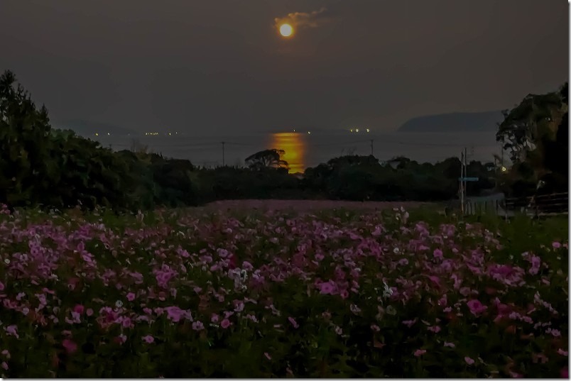 今津中田のコスモス畑。海に浮かぶ満月とコスモス畑