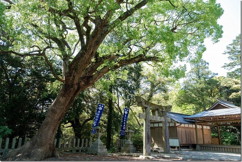 朝ドラ「おむすび」主人公 結が翔也へ告白した高祖神社。ギャルが身を隠していた大木