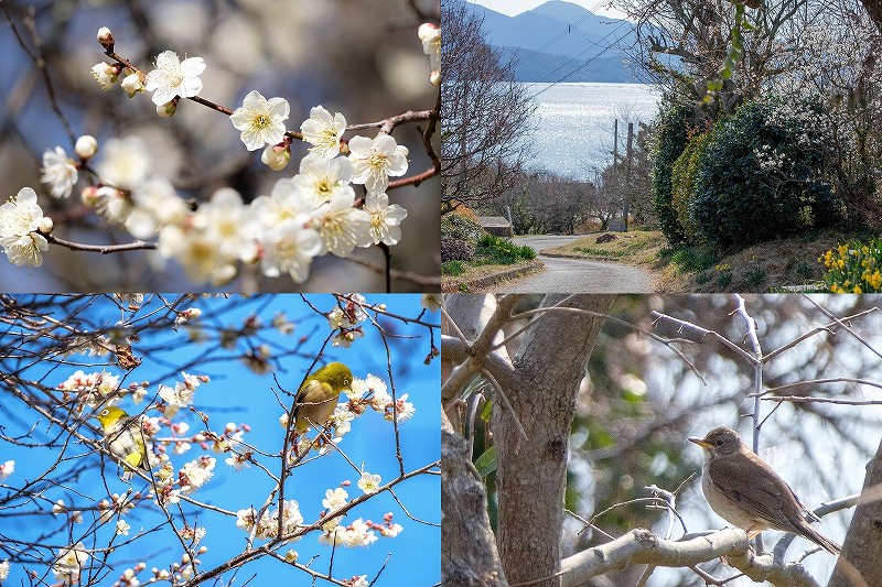 糸島 小富士梅林の開花状況 2025【野鳥撮影 シロハラ メジロ ジュウビタキ ヒヨドリ アオジ】