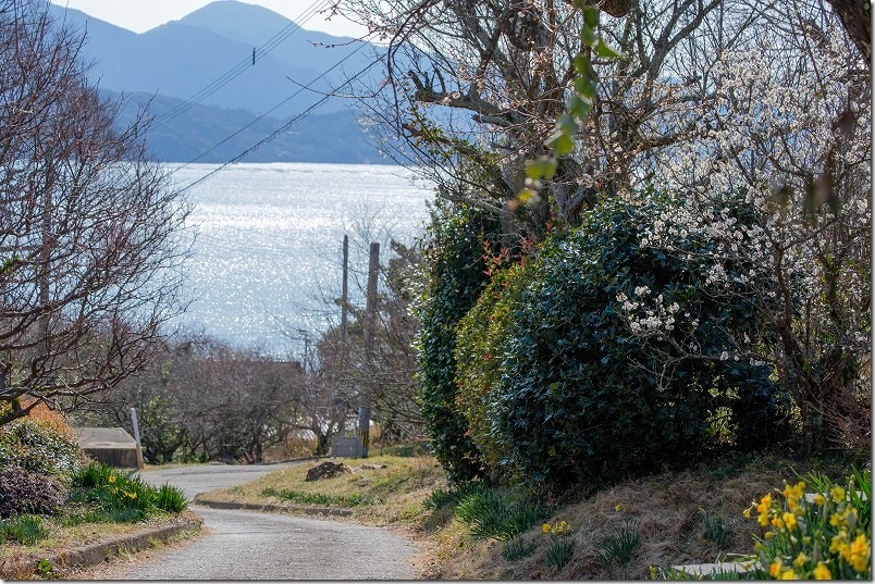 小富士梅林で撮影【水仙と梅と海】