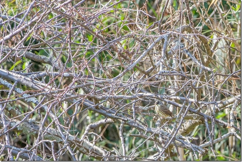 アオジ 小富士梅林の野鳥を撮影