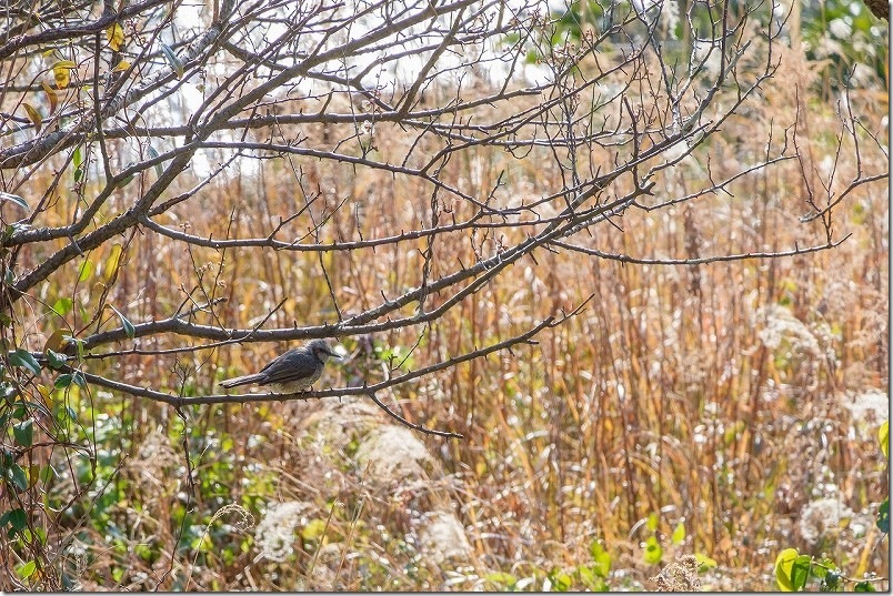 ヒヨドリ 小富士梅林の野鳥を撮影