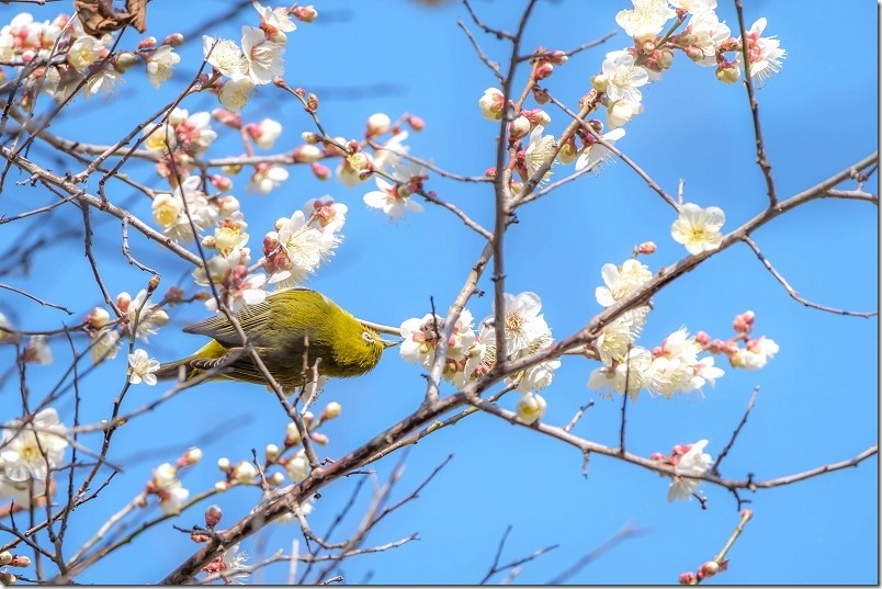 メジロ 小富士梅林の野鳥を撮影