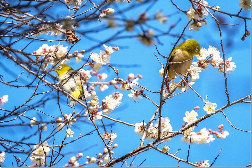 メジロと梅 小富士梅林の野鳥を撮影