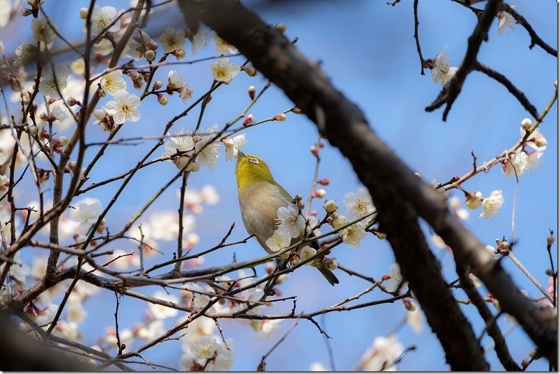 メジロ 小富士梅林の野鳥を撮影