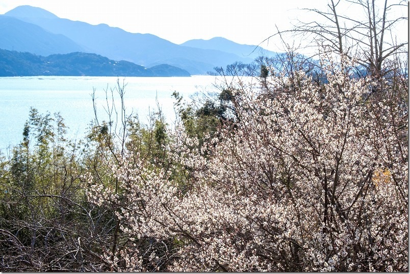 小富士梅林で撮影【ほぼ満開の梅と海】