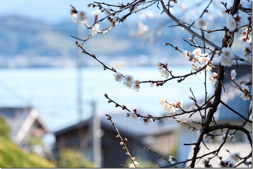 小富士梅林で撮影【梅と海】