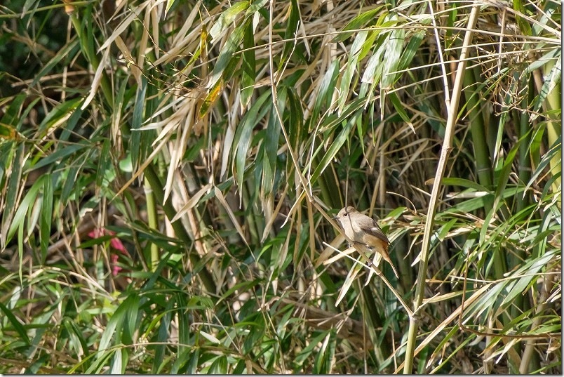 ジュウビタキ 小富士梅林の野鳥を撮影