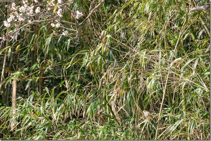 ジュウビタキと梅 小富士梅林の野鳥を撮影